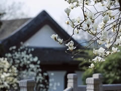 院立東方龍?zhí)ь^，滿園春風(fēng)花漸開